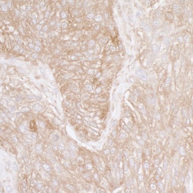 Ribosomal Protein S3A/RPS3A Antibody in Immunohistochemistry (Paraffin) (IHC (P))