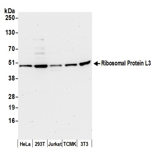 Ribosomal Protein L3/RPL3 Antibody in Western Blot (WB)
