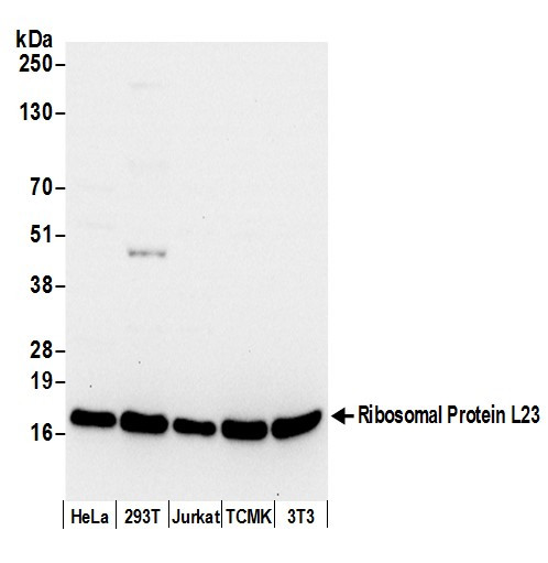 Ribosomal Protein L23/RPL23 Antibody in Western Blot (WB)