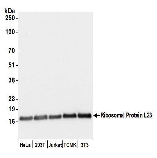 Ribosomal Protein L23/RPL23 Antibody in Western Blot (WB)