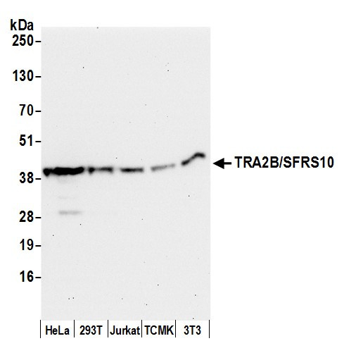 TRA2B/SFRS10 Antibody in Western Blot (WB)