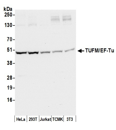 TUFM/EF-Tu Antibody in Western Blot (WB)