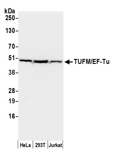 TUFM/EF-Tu Antibody in Western Blot (WB)