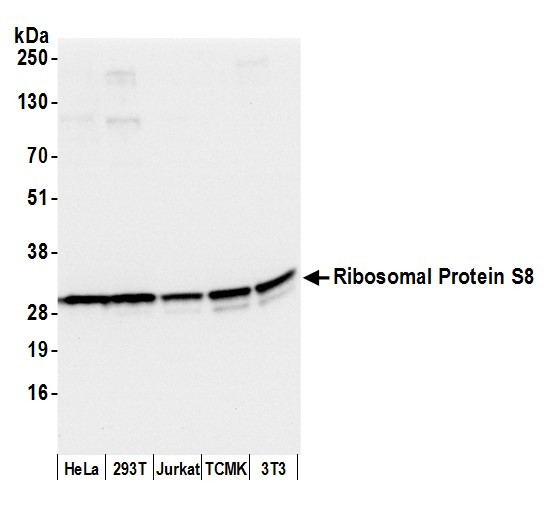 Ribosomal Protein S8/RPS8 Antibody in Western Blot (WB)
