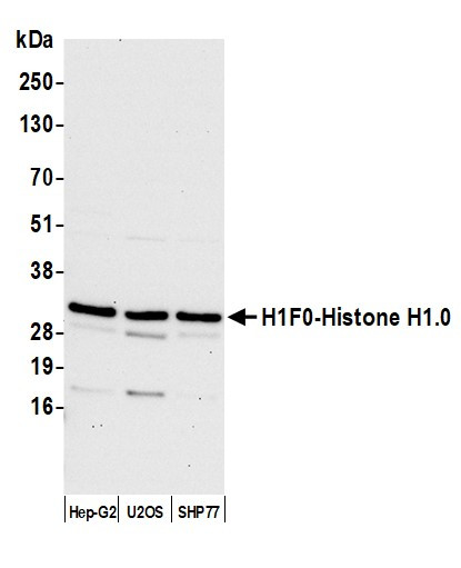 H1F0/Histone H1.0 Antibody in Western Blot (WB)