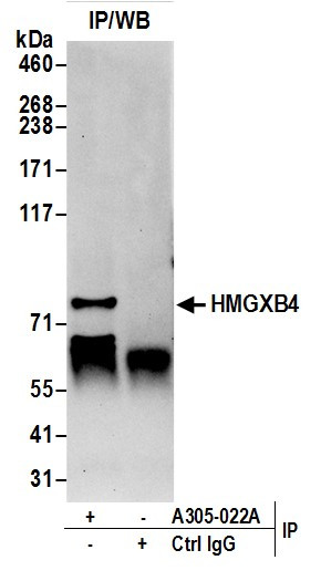 HMGXB4/HMG2L1 Antibody in Immunoprecipitation (IP)