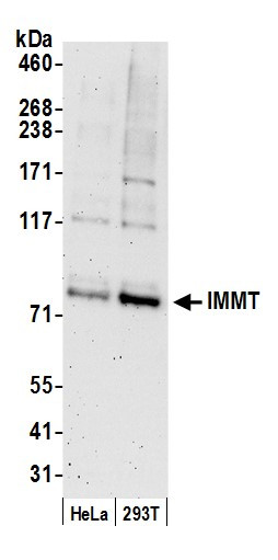 IMMT/Mitofilin Antibody in Western Blot (WB)