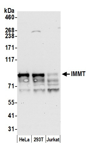 IMMT/Mitofilin Antibody in Western Blot (WB)
