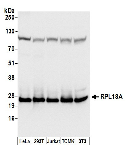RPL18A/Ribosomal Protein L18a Antibody in Western Blot (WB)