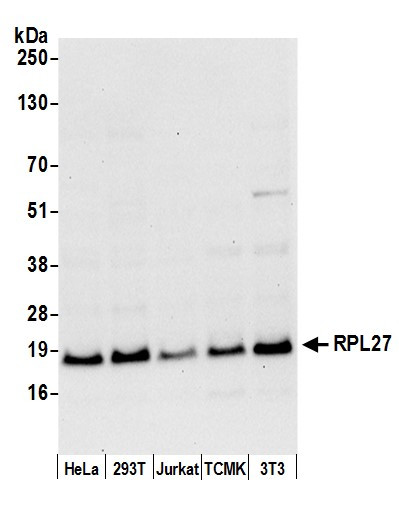 RPL27/Ribosomal Protein L27 Antibody in Western Blot (WB)