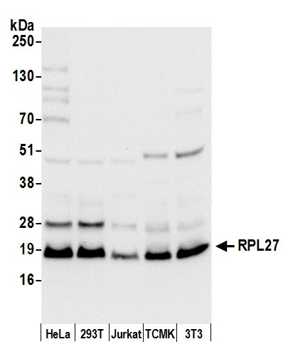RPL27/Ribosomal Protein L27 Antibody in Western Blot (WB)