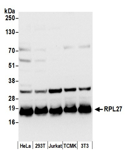 RPL27/Ribosomal Protein L27 Antibody in Western Blot (WB)