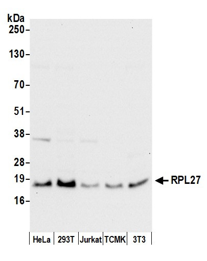 RPL27/Ribosomal Protein L27 Antibody in Western Blot (WB)