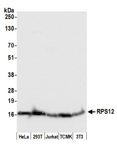 RPS12/Ribosomal Protein S12 Antibody in Western Blot (WB)