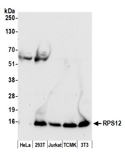 RPS12/Ribosomal Protein S12 Antibody in Western Blot (WB)
