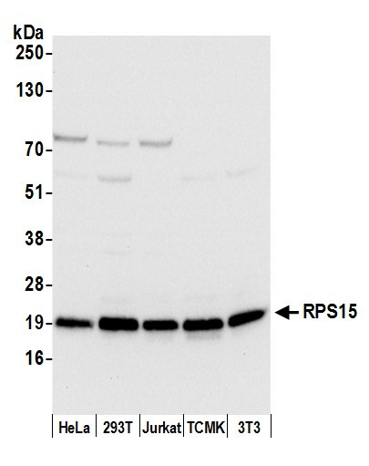 RPS15/Ribosomal Protein S15 Antibody in Western Blot (WB)