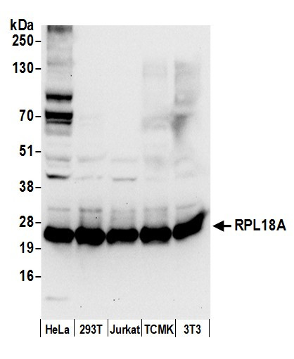 RPL18A/Ribosomal Protein L18a Antibody in Western Blot (WB)