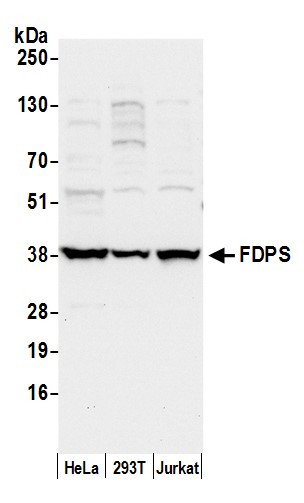 FDPS Antibody in Western Blot (WB)