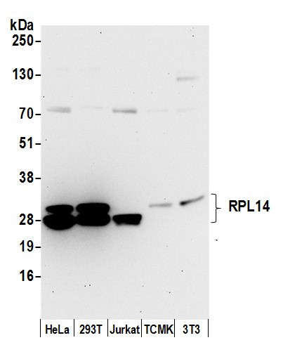 RPL14/Ribosomal Protein L14 Antibody in Western Blot (WB)