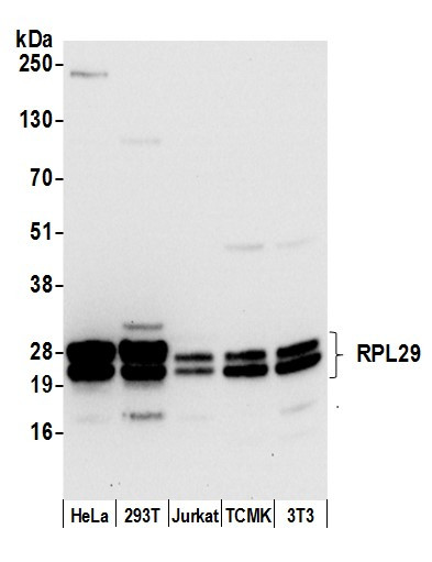 RPL29/Ribosomal Protein L29 Antibody in Western Blot (WB)