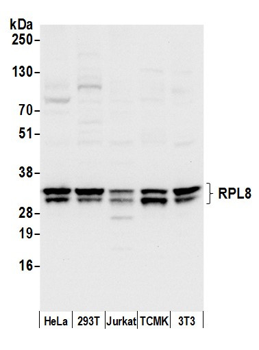 RPL8/Ribosomal Protein L8 Antibody in Western Blot (WB)