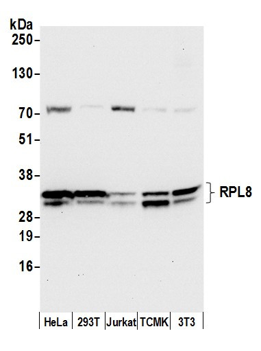 RPL8/Ribosomal Protein L8 Antibody in Western Blot (WB)