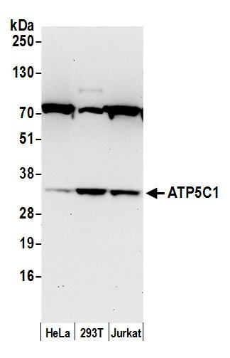 ATP5C1/ATPG Antibody in Western Blot (WB)