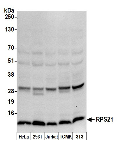 RPS21/Ribosomal Protein S21 Antibody in Western Blot (WB)