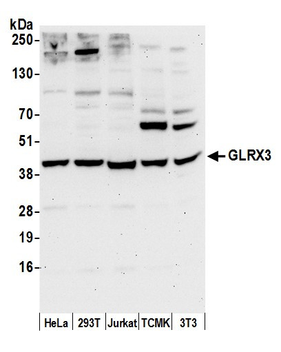 GLRX3/PICOT/TXNL2 Antibody in Western Blot (WB)