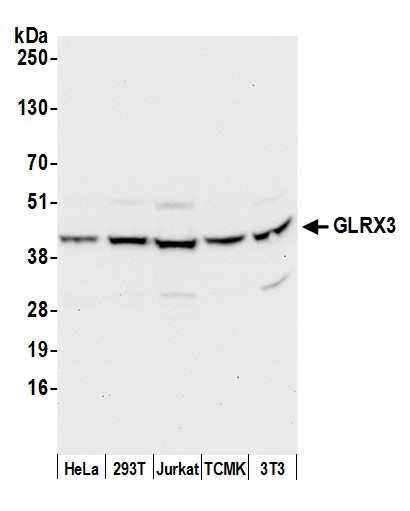 GLRX3/PICOT/TXNL2 Antibody in Western Blot (WB)