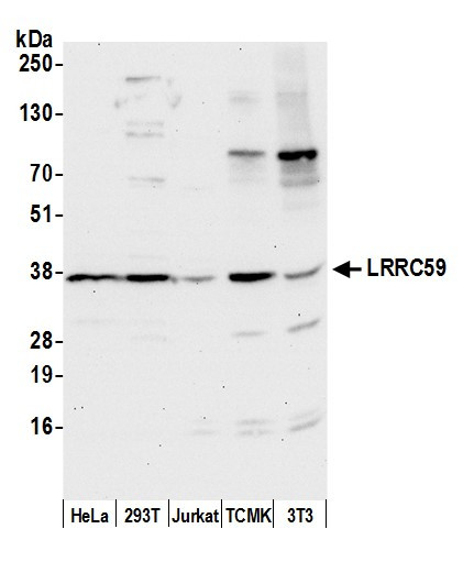LRRC59 Antibody in Western Blot (WB)