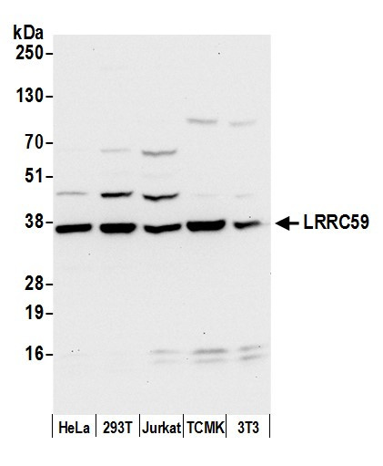 LRRC59 Antibody in Western Blot (WB)