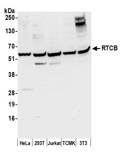 RTCB/C22orf28/FAAP Antibody in Western Blot (WB)