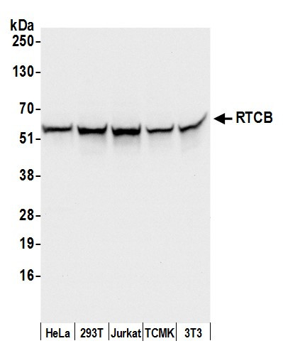 RTCB/C22orf28/FAAP Antibody in Western Blot (WB)