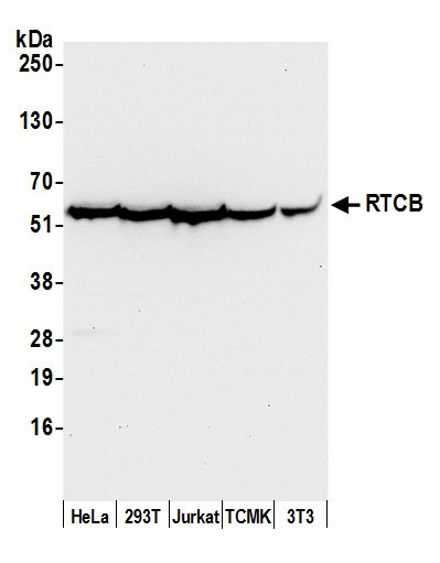 RTCB/C22orf28/FAAP Antibody in Western Blot (WB)