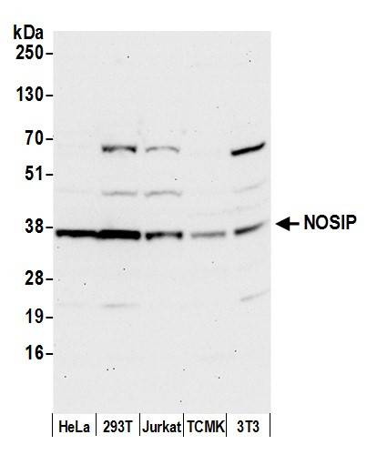 NOSIP Antibody in Western Blot (WB)