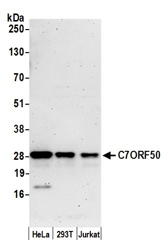 C7ORF50 Antibody in Western Blot (WB)