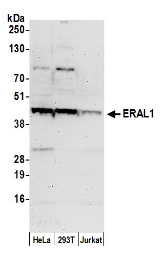 ERAL1 Antibody in Western Blot (WB)