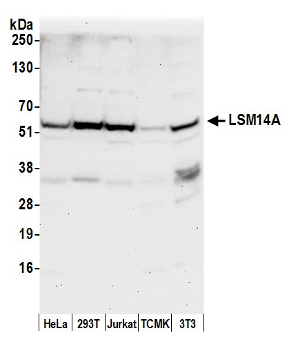 LSM14A/RAP55 Antibody in Western Blot (WB)