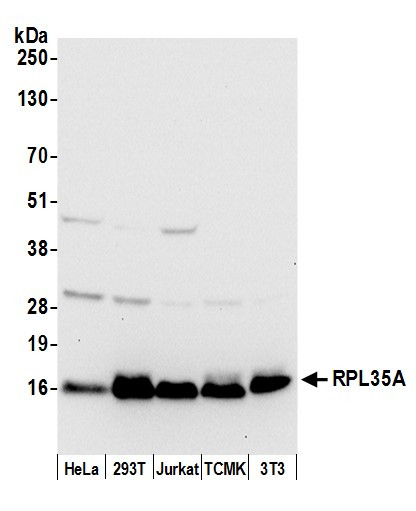 RPL35A/Ribosomal Protein L35a Antibody in Western Blot (WB)