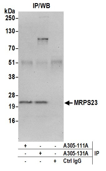 MRPS23 Antibody in Immunoprecipitation (IP)