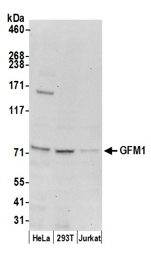 GFM1 Antibody in Western Blot (WB)