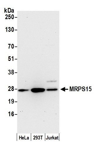 MRPS15 Antibody in Western Blot (WB)