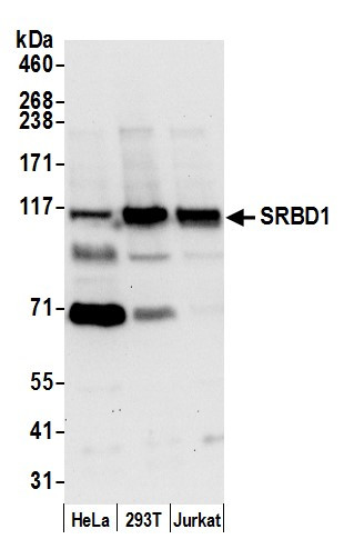 SRBD1 Antibody in Western Blot (WB)