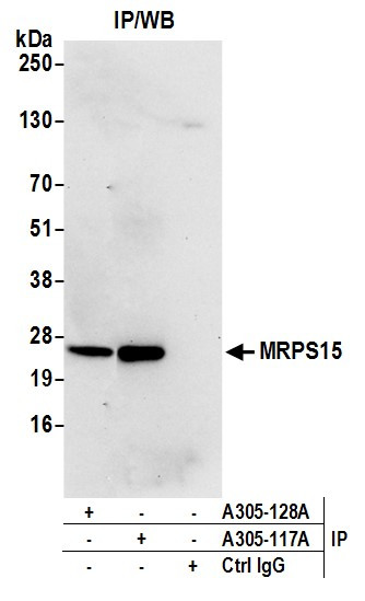 MRPS15 Antibody in Immunoprecipitation (IP)