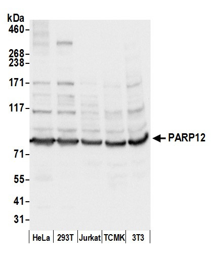 PARP12 Antibody in Western Blot (WB)