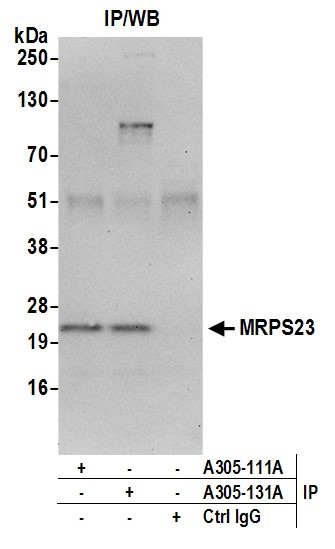 MRPS23 Antibody in Immunoprecipitation (IP)