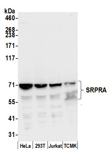 SRPRA/SRPR Antibody in Western Blot (WB)