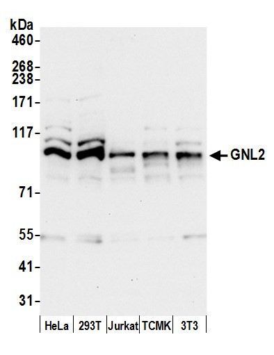 GNL2 Antibody in Western Blot (WB)