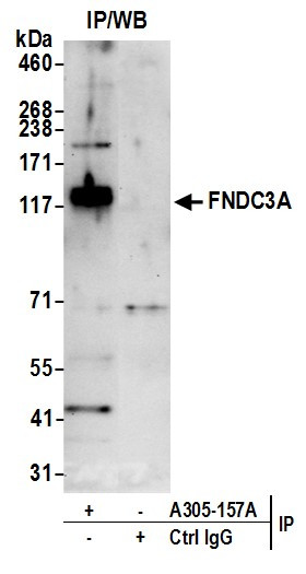 FNDC3A Antibody in Immunoprecipitation (IP)